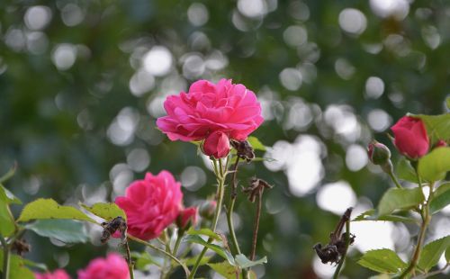 rosebush roses climbing rose