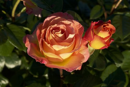 rosebush  flower  pink