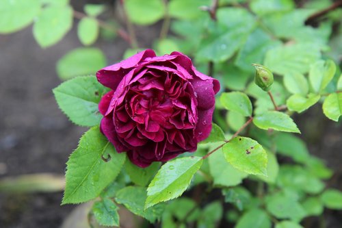 rosebush  wild rose old  red rose