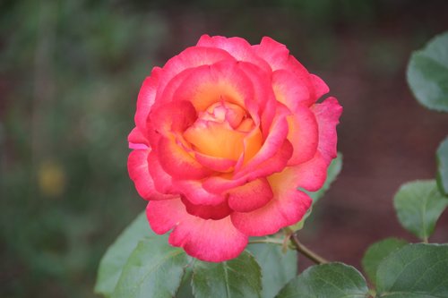 rosebush  pink  yellow rose