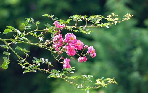 rosebush  pink  flower