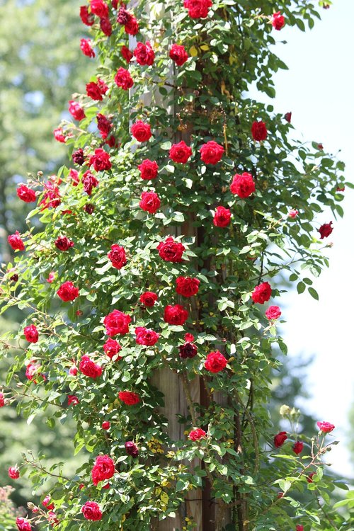 rosebush  red  roses