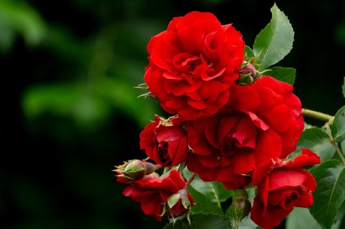 rosebush  red  nature