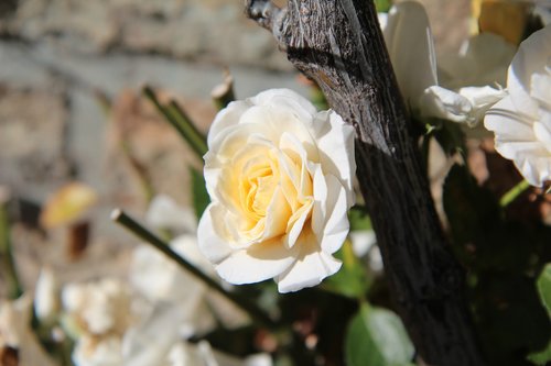 rosebush  white rose  climbing rose