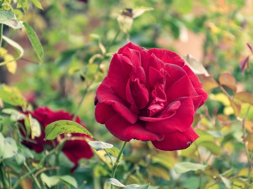 rosebush  rose  flower