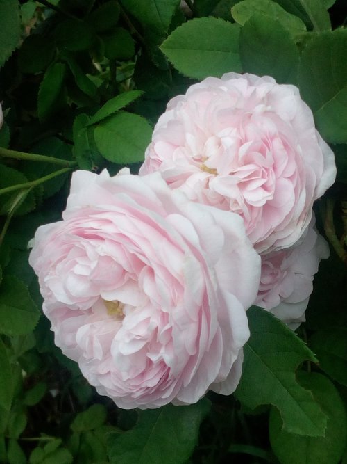 rosebush  gaelic  pink