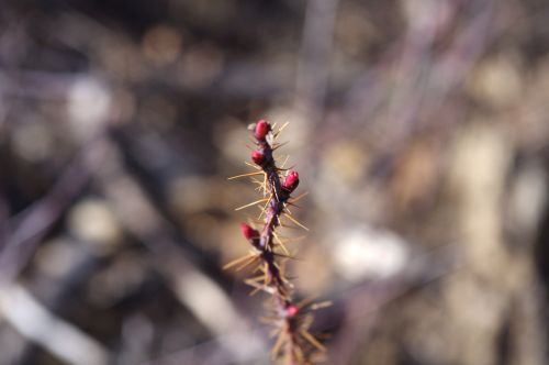 rosebush needles buds