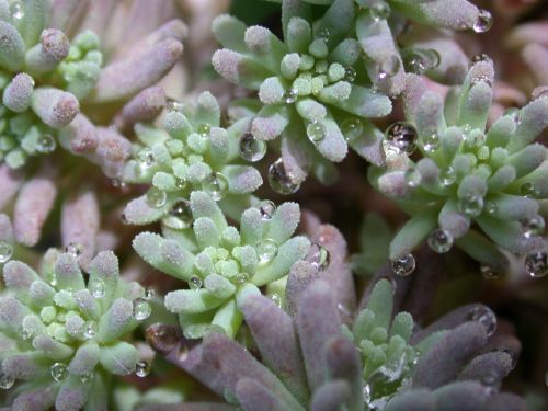 Dew On Grass Plant