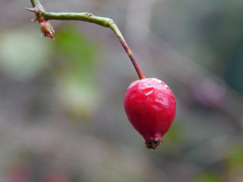 rosehip berry rosa