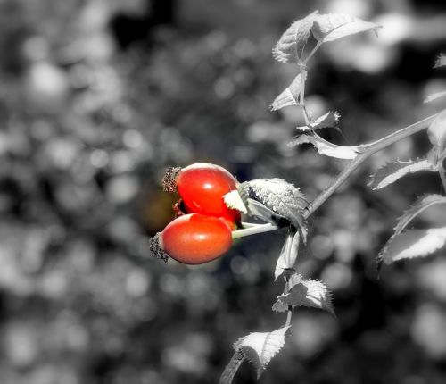 rosehip berries red berries