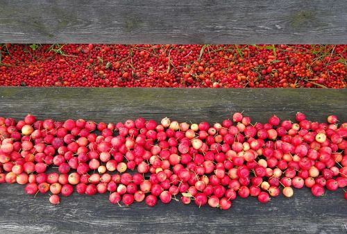 rosehip red rose hip