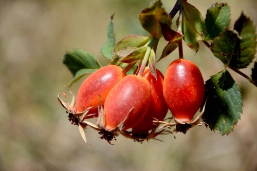 rosehip fruit organic