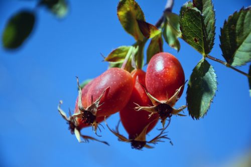 rosehip fruit organic