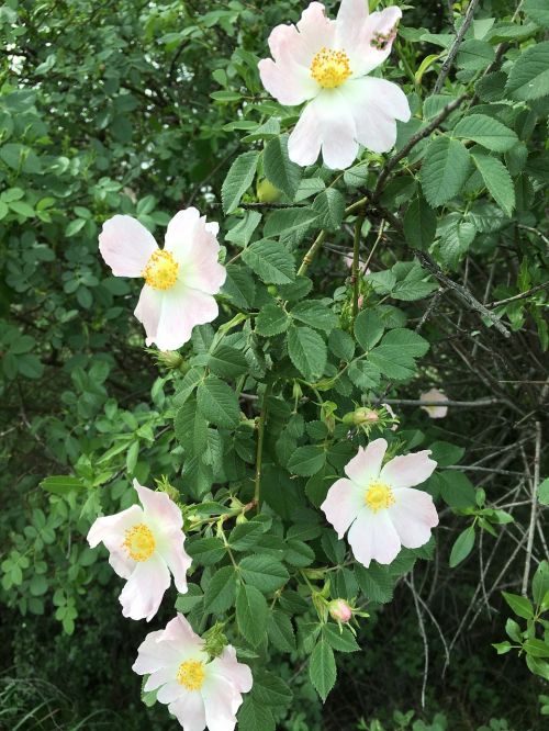 rosehip flower anatolian plants