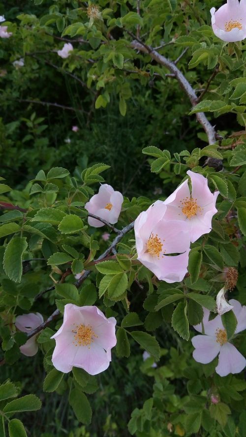 rosehip rosa flower