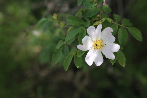 rosehip  flower  nature