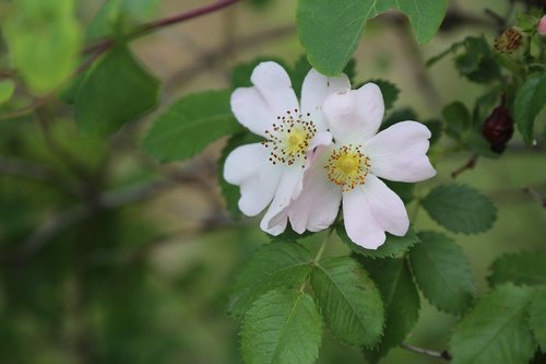 rosehip  flower  nature