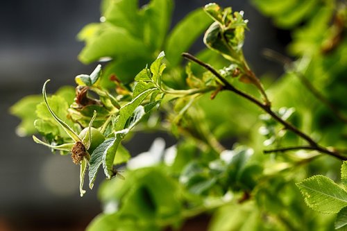 rosehip  nature  flower