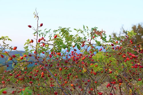 rosehip  nature  plant