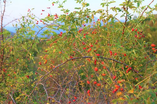 rosehip  nature  plant