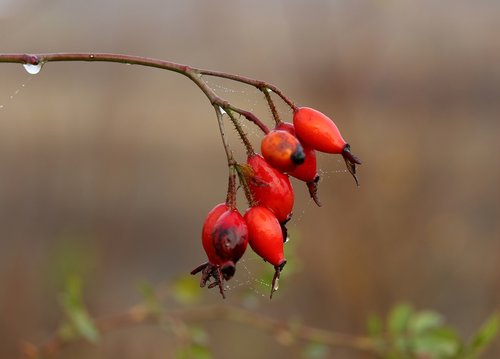 rosehip  red  fruit