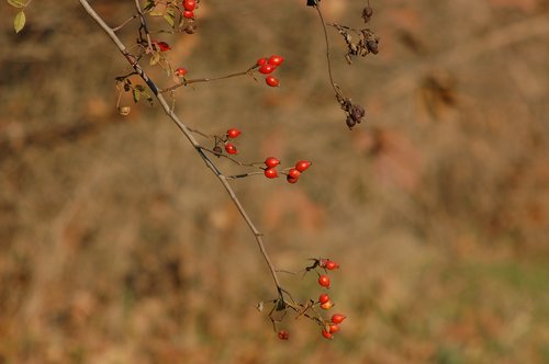 rosehip  berry  forest