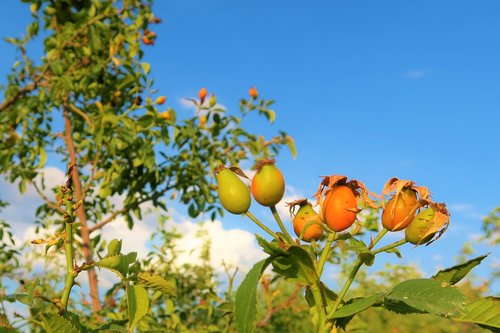 rosehip  nature  plant