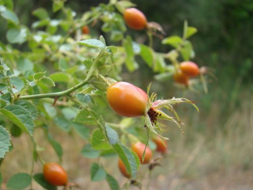 rosehip fruit nature