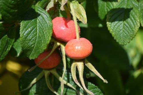 rosehip trees plant