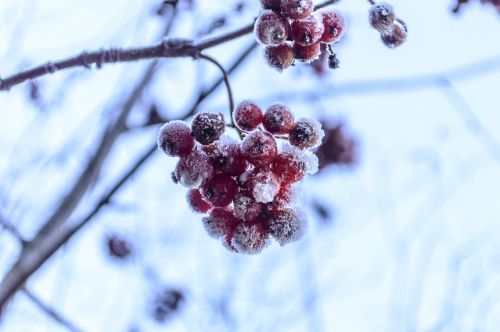 rosehips garden frost