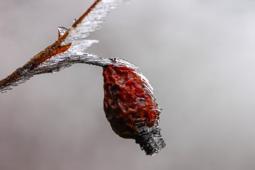 rosehips ice winter
