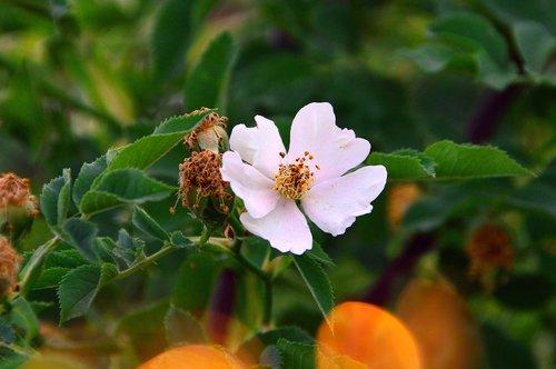 rosehips  flower  nature