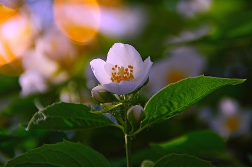 rosehips  flower  white flower
