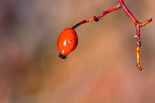 rosehips  brian  red
