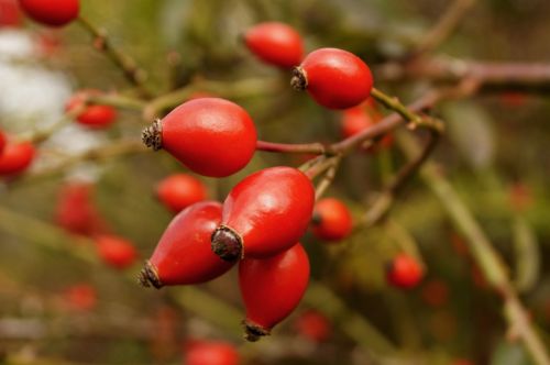 rosehips berry crop