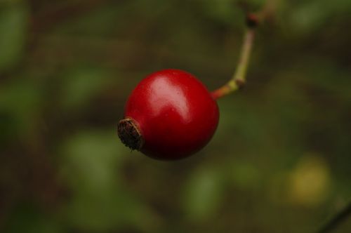 rosehips crop red