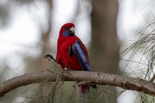 rosella  bird  wild