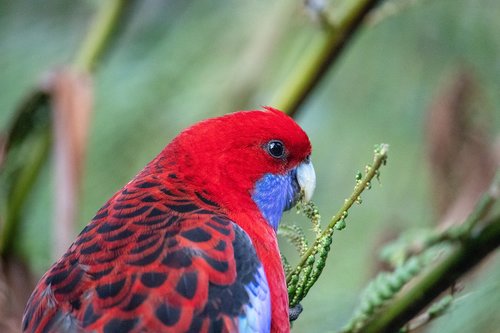 rosella  close up  portrait