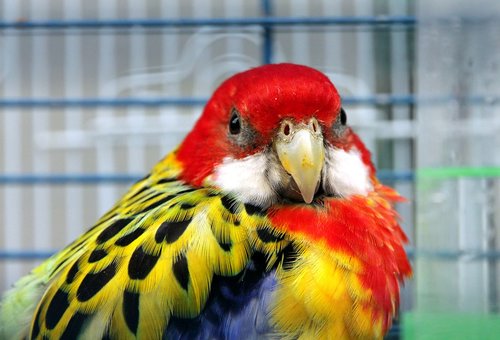 rosella  parrot  bird