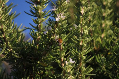 rosemary herbs flowers