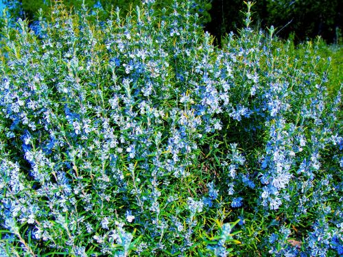 rosemary plant vegetation