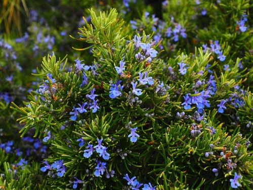 rosemary flowers blue