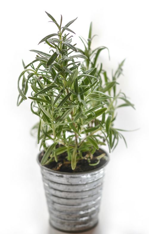 rosemary herb herbal
