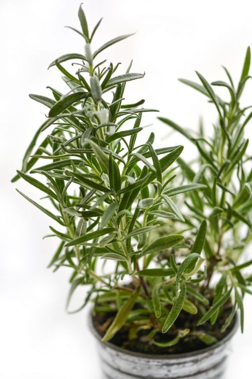 rosemary herb herbal