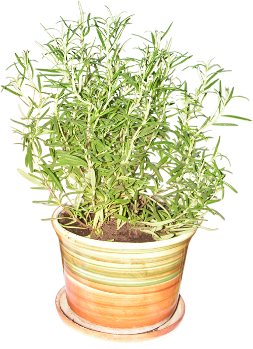 rosemary plant fresh