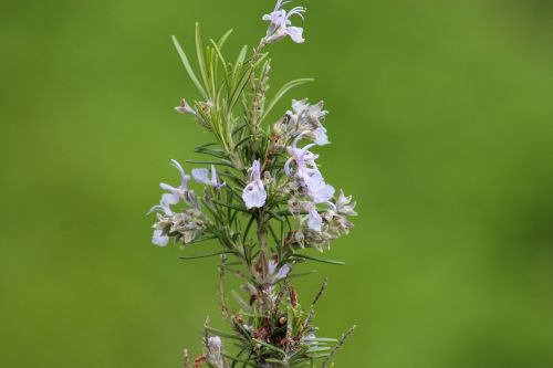 rosemary blossom bloom