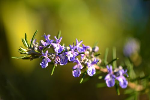 rosemary flower provence