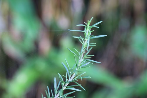 rosemary  plant  garden