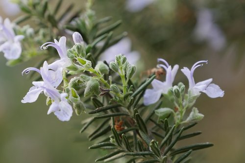 rosemary  flowers  hub