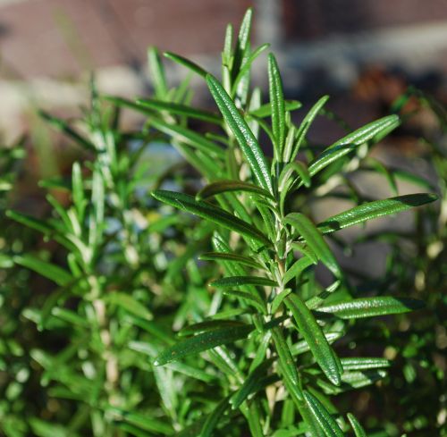 rosemary herbs herb